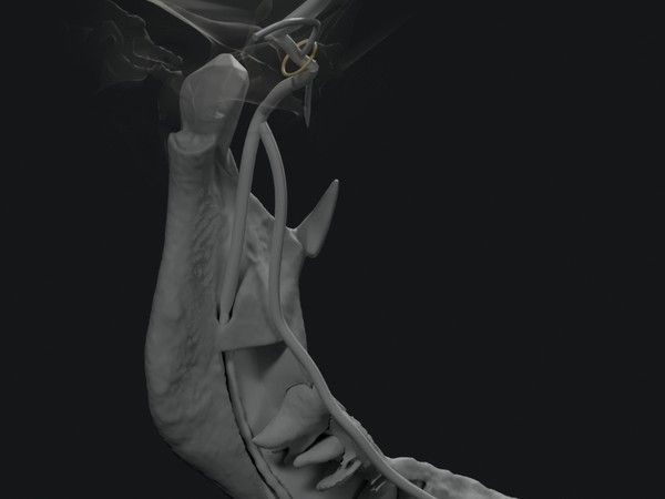 Concept visualization of the lower jaw and branches of the trigeminal nerve