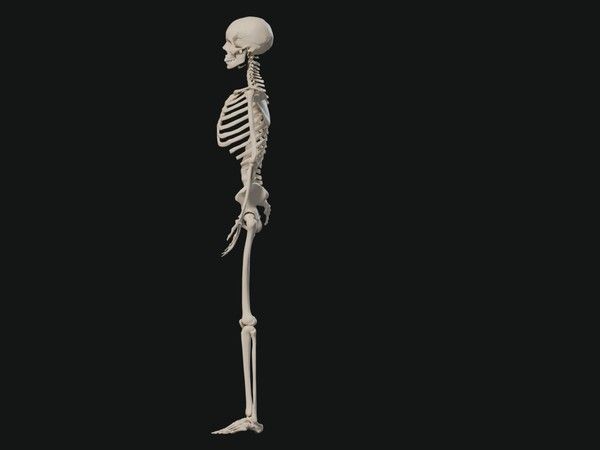Concept visualization of the whole skeleton of a standing person
